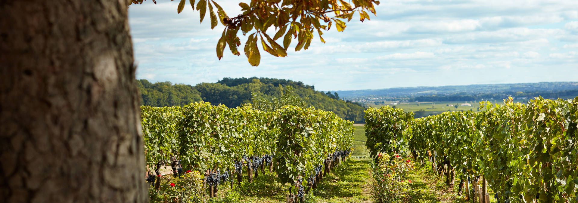 Château Rochebelle, Grand Cru Classé - Rue des Vignerons