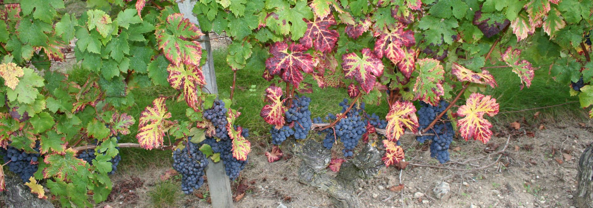 Domaine Pierre Jautrou - Rue des Vignerons