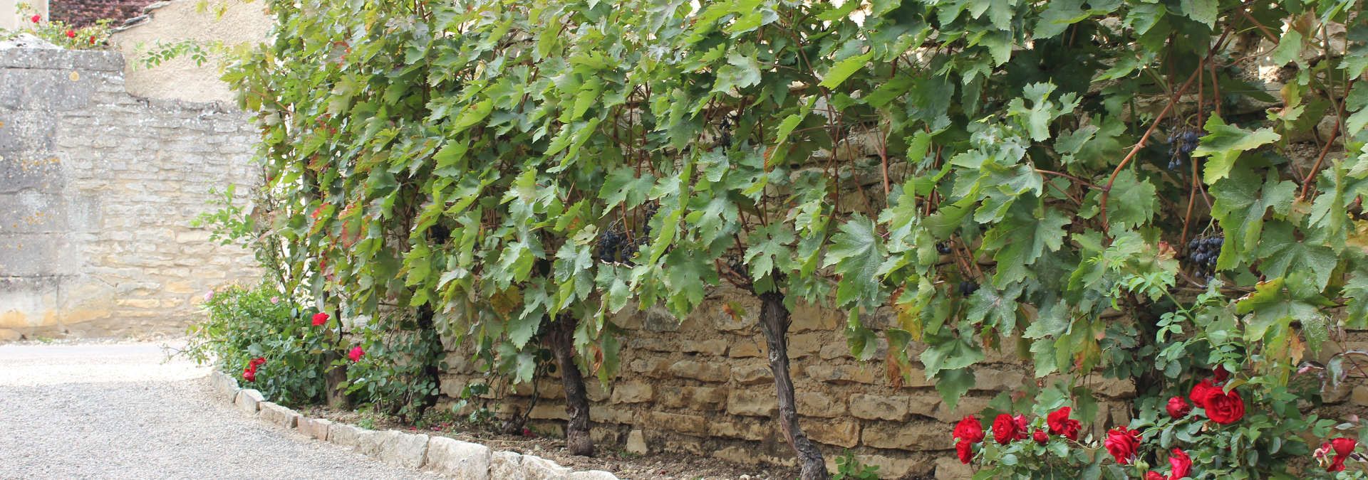 Domaine N. &amp; R. Marcillet - Rue des Vignerons