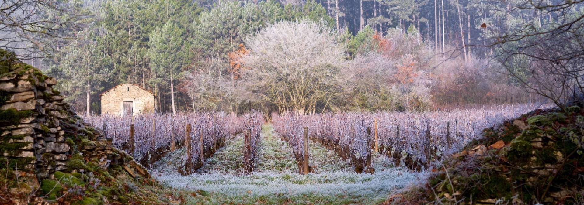 Domaine Louis Chenu et Filles - Rue des Vignerons