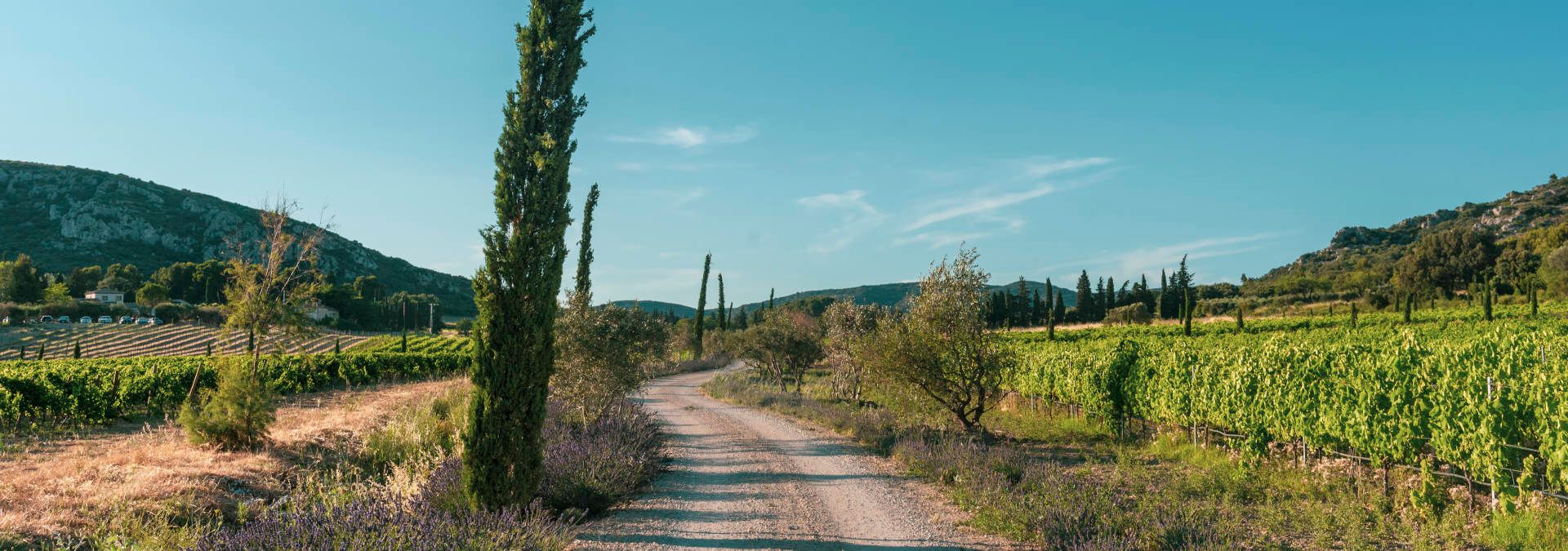 Domaine du Vallon des Glauges - Rue des Vignerons