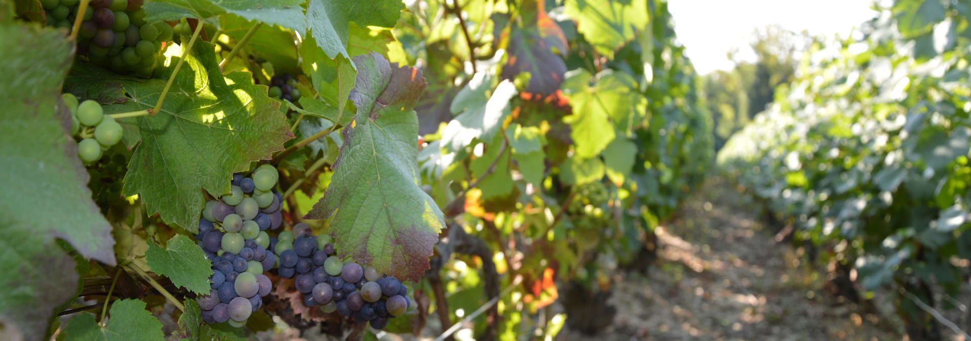 Champagne R. Blin et Fils - Rue des Vignerons
