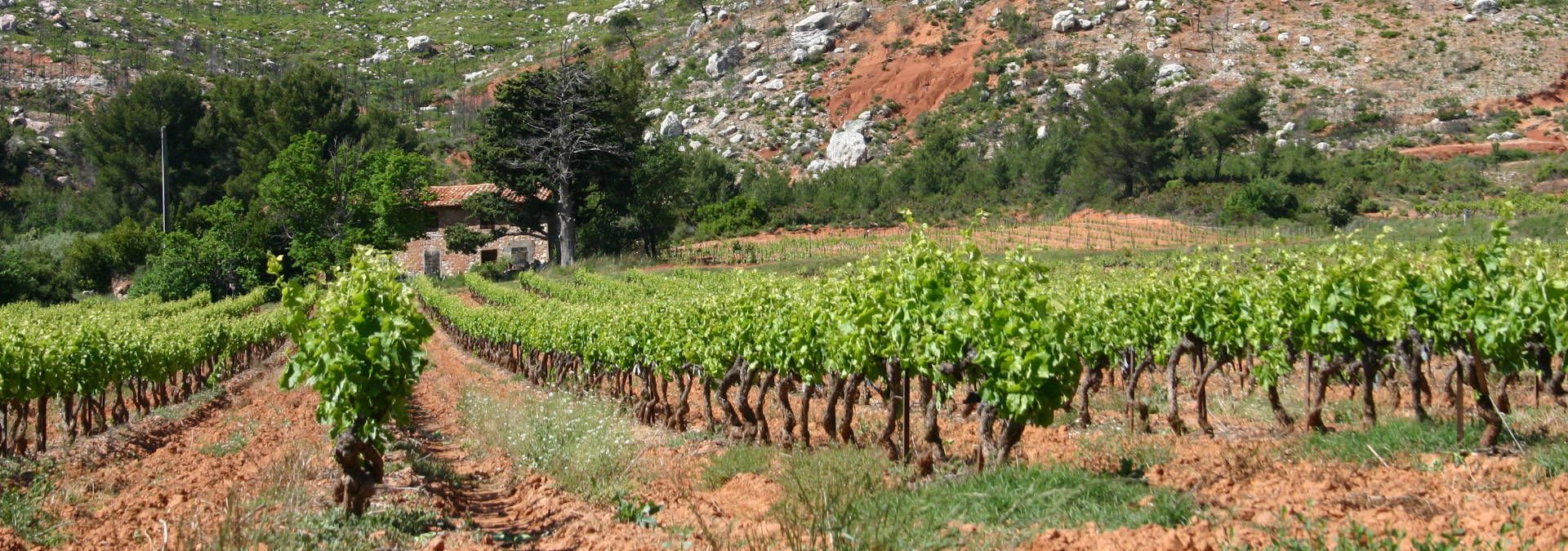 Domaine Terre de Mistral - Rue des Vignerons