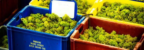 Een kijkje achter de schermen bij de druivenoogst – Van de wijngaard tot de champagne-photo