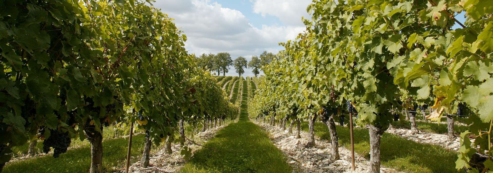 Domaine de Labarthe - Rue des Vignerons