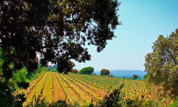 Winegrower's walk-photo