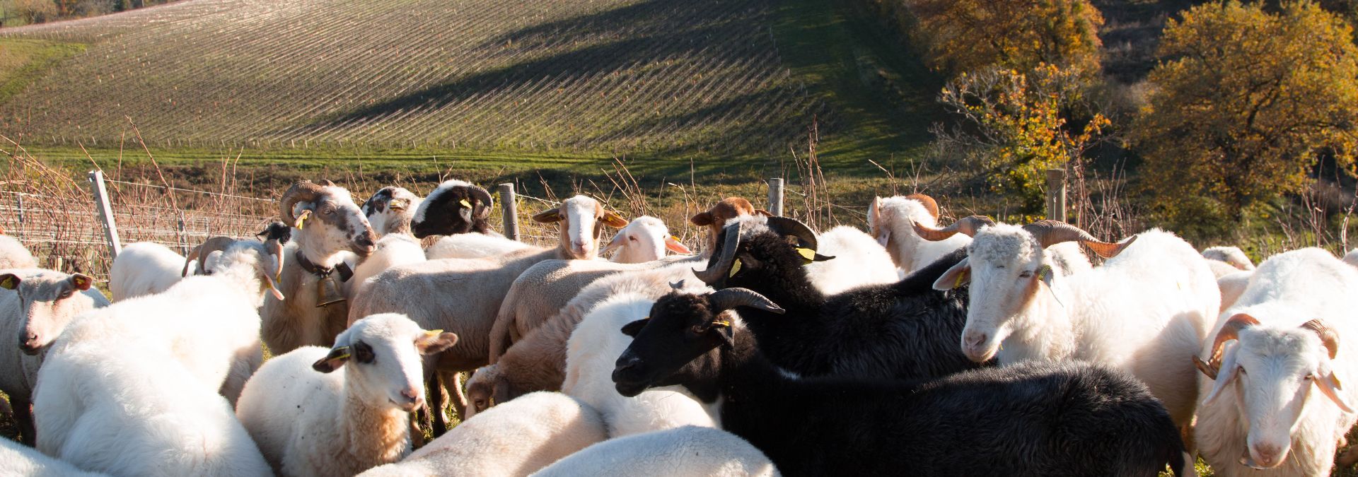 Château de Rougeon - Rue des Vignerons