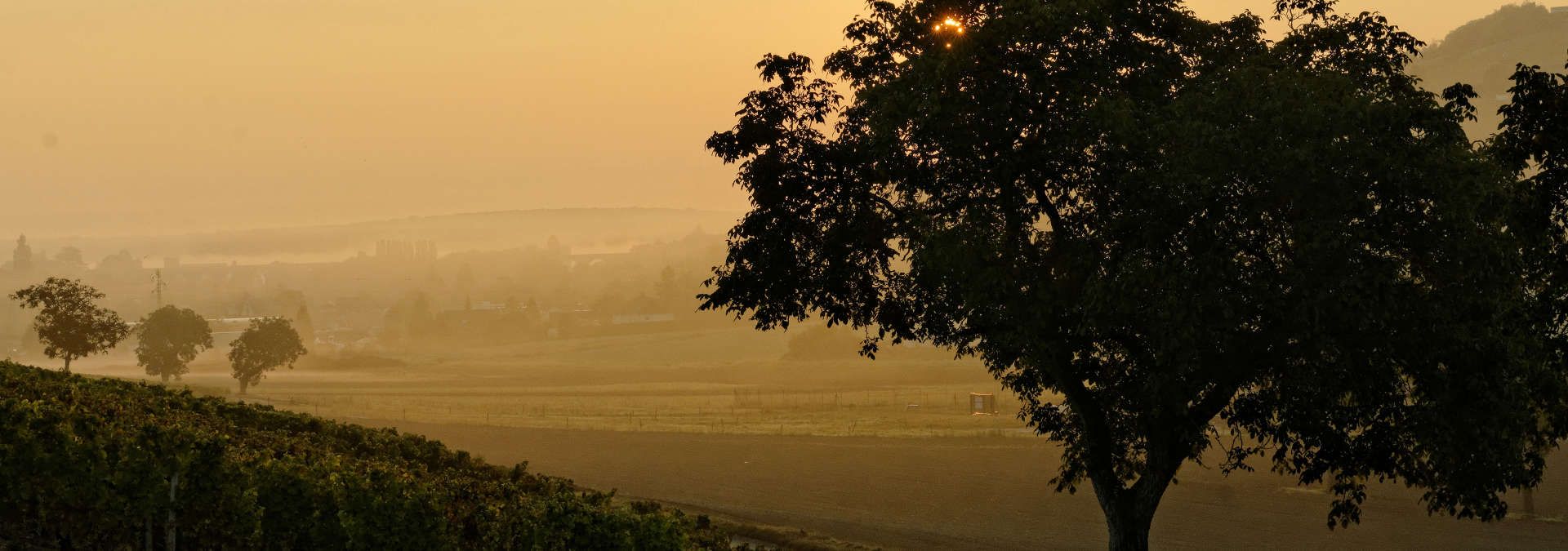 Domaine Roger &amp; Christophe Moreux - Rue des Vignerons