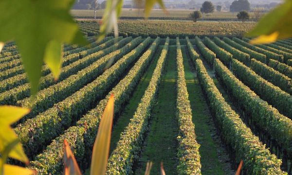 De la vigne au verre-photo