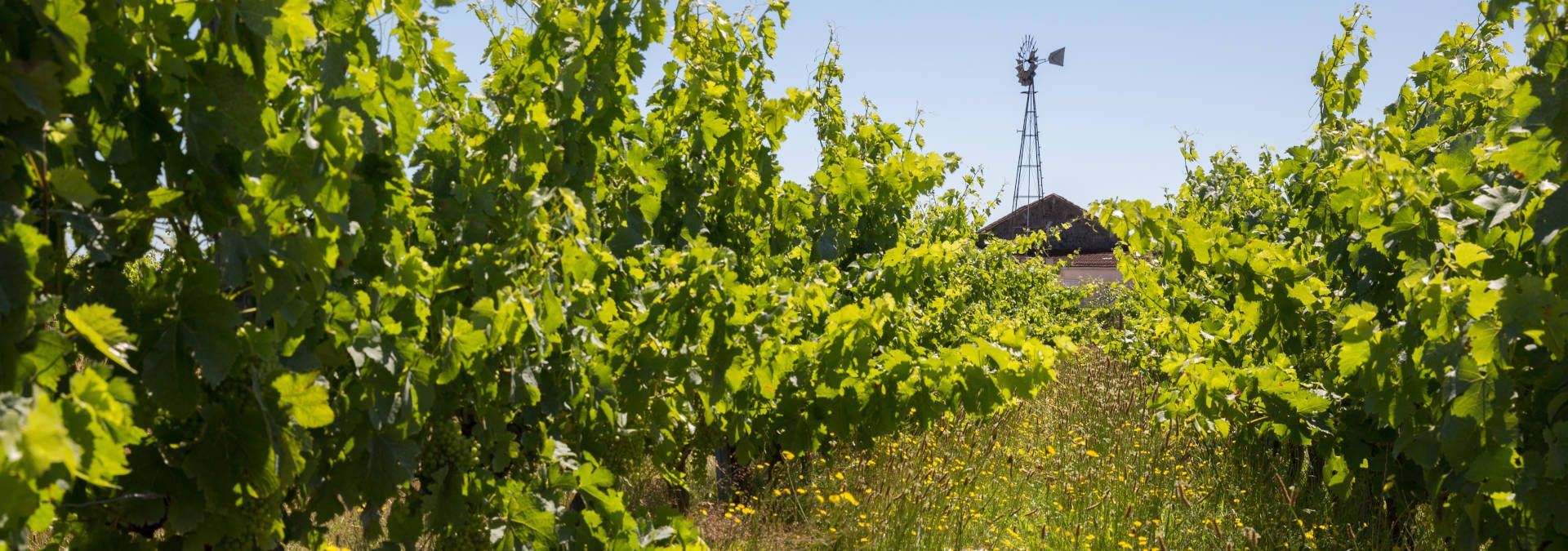 Château Nodot - Rue des Vignerons