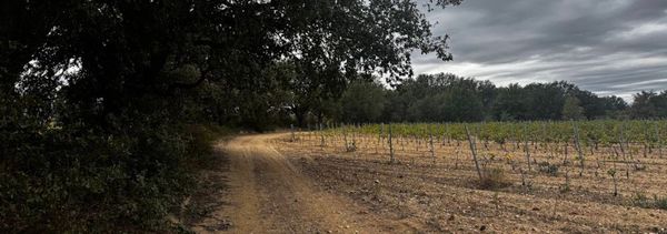 A walk through the vineyards-photo