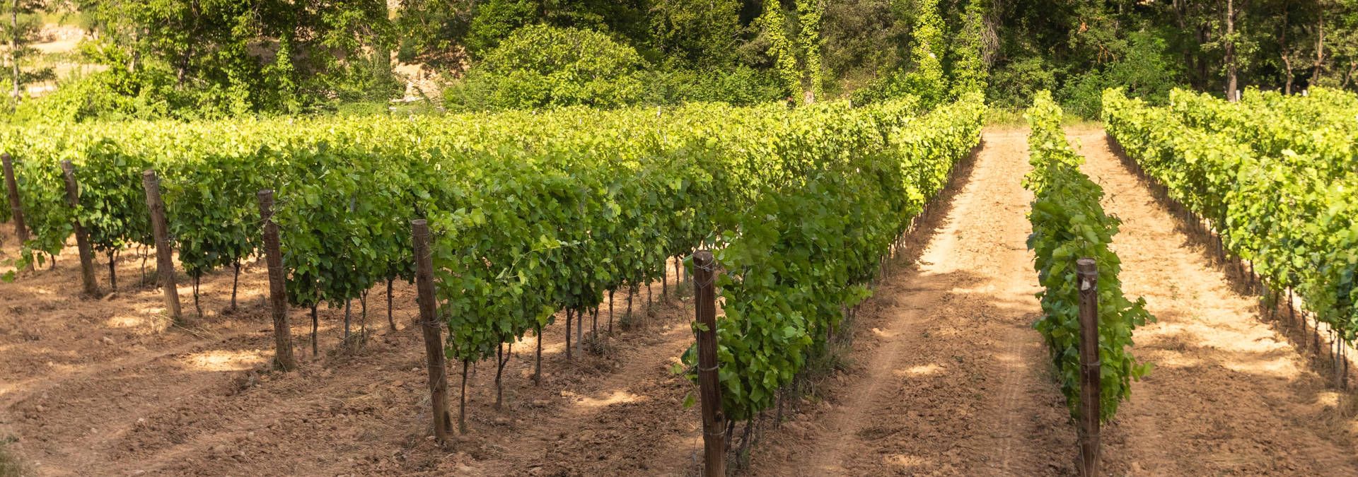 Domaine Fontainebleau en Provence - Rue des Vignerons