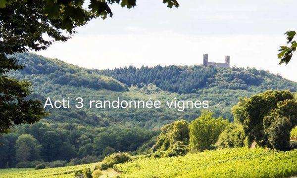 Randonnée entre les vignes-photo